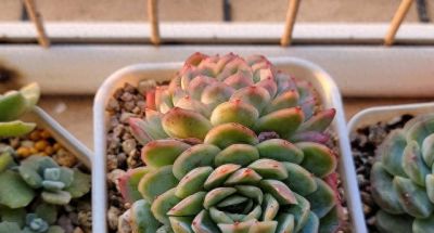 买多肉都想要大冠幅，但皮实好看还得是小盆 - 今日头条