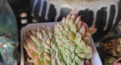 买多肉都想要大冠幅，但皮实好看还得是小盆 - 图画吧TUHUABA