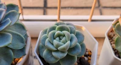 买多肉都想要大冠幅，但皮实好看还得是小盆 - 图画吧TUHUABA