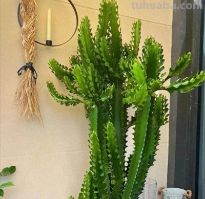 8款有毒的多肉您家有吗？一定要远离小朋友呦 - 今日头条