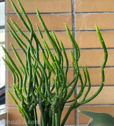 8款有毒的多肉您家有吗？一定要远离小朋友呦 - 图画吧TUHUABA