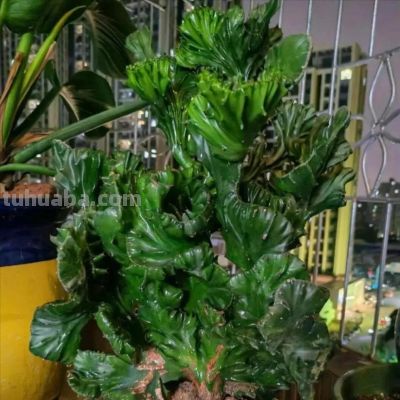 8款有毒的多肉您家有吗？一定要远离小朋友呦 - 图画吧TUHUABA