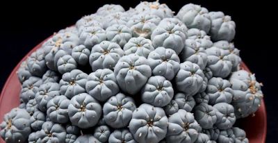 8款有毒的多肉您家有吗？一定要远离小朋友呦 - 图画吧TUHUABA