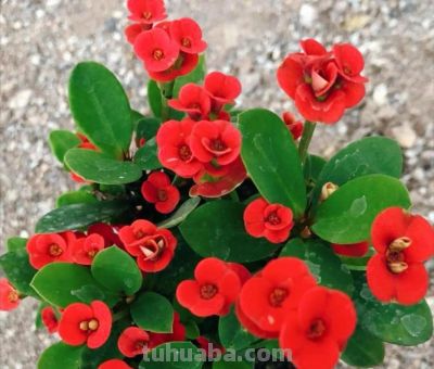 8款有毒的多肉您家有吗？一定要远离小朋友呦 - 图画吧TUHUABA