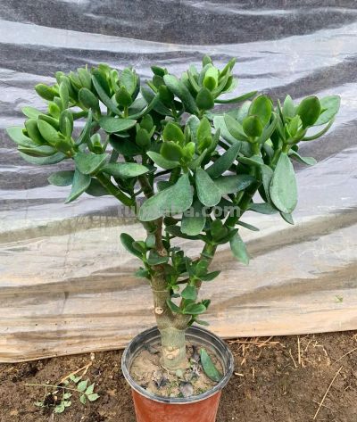 8款有毒的多肉您家有吗？一定要远离小朋友呦 - 图画吧TUHUABA