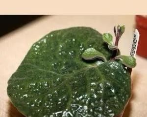 8款有毒的多肉您家有吗？一定要远离小朋友呦 - 图画吧TUHUABA