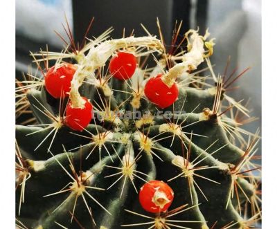 别再羡慕别人！5年不开花仙人球，靠这几招狂爆花 - 今日头条