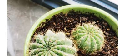 别再羡慕别人！5年不开花仙人球，靠这几招狂爆花 - 图画吧TUHUABA