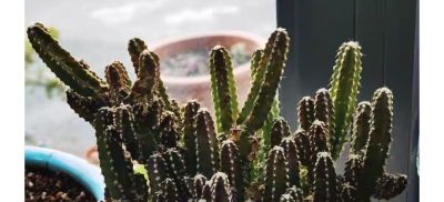 别再羡慕别人！5年不开花仙人球，靠这几招狂爆花 - 图画吧TUHUABA