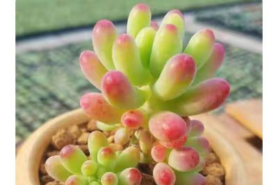 别再羡慕别人！5年不开花仙人球，靠这几招狂爆花 - 图画吧TUHUABA