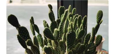 别再羡慕别人！5年不开花仙人球，靠这几招狂爆花 - 图画吧TUHUABA