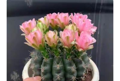 别再羡慕别人！5年不开花仙人球，靠这几招狂爆花 - 图画吧TUHUABA