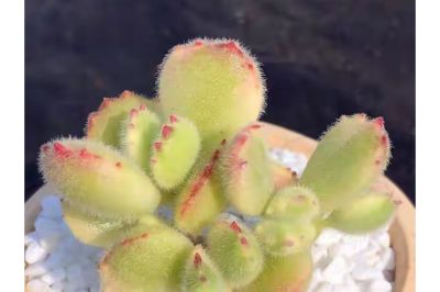 别再羡慕别人！5年不开花仙人球，靠这几招狂爆花 - 图画吧TUHUABA