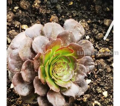 别再羡慕别人！5年不开花仙人球，靠这几招狂爆花 - 图画吧TUHUABA