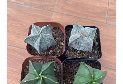 别再羡慕别人！5年不开花仙人球，靠这几招狂爆花 - 图画吧TUHUABA