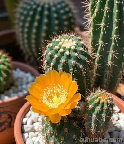 养仙人掌总烂根？记住3个核心，7天服盆、全年不黄叶，懒人也能养 - 图画吧TUHUABA