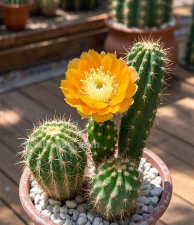 养仙人掌总烂根？记住3个核心，7天服盆、全年不黄叶，懒人也能养 - 今日头条