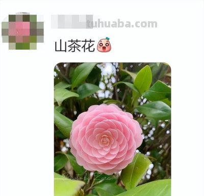 网友分享一片标准的青菜,评论区迅速跟上,太可爱太治愈了! - 今日头条 网友分享一片标准的青菜,评论区迅速跟上,太可爱太治愈了! - 图画吧TUHUABA