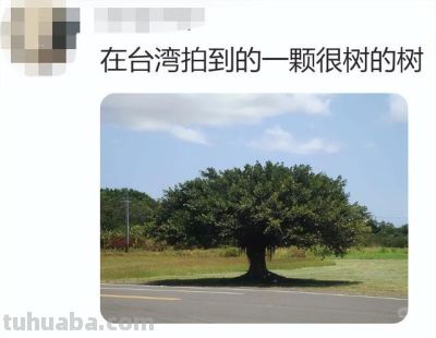 网友分享一片标准的青菜,评论区迅速跟上,太可爱太治愈了! - 今日头条 网友分享一片标准的青菜,评论区迅速跟上,太可爱太治愈了! - 图画吧TUHUABA