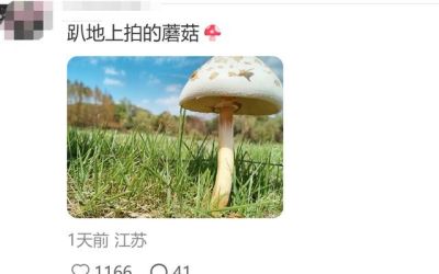 网友分享一片标准的青菜,评论区迅速跟上,太可爱太治愈了! - 今日头条 网友分享一片标准的青菜,评论区迅速跟上,太可爱太治愈了! - 图画吧TUHUABA