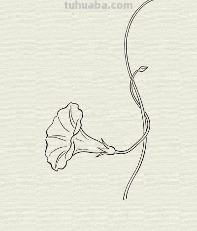 简笔牵牛花 晨露伴清颜丨每天一幅画 - 今日头条