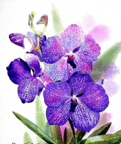 紫气东来，Kitipong Ti 水彩花卉 ​​​ - 今日头条