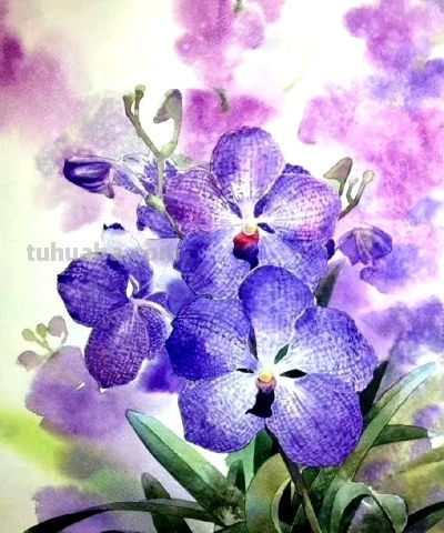 紫气东来，Kitipong Ti 水彩花卉 ​​​ - 图画吧TUHUABA