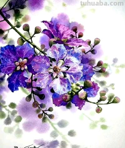 紫气东来，Kitipong Ti 水彩花卉 ​​​ - 图画吧TUHUABA