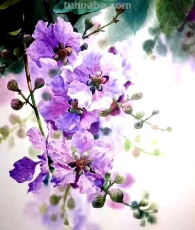 紫气东来，Kitipong Ti 水彩花卉 ​​​ - 图画吧TUHUABA