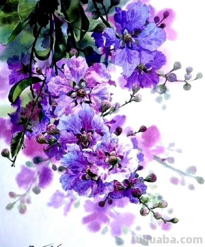 紫气东来，Kitipong Ti 水彩花卉 ​​​ - 图画吧TUHUABA