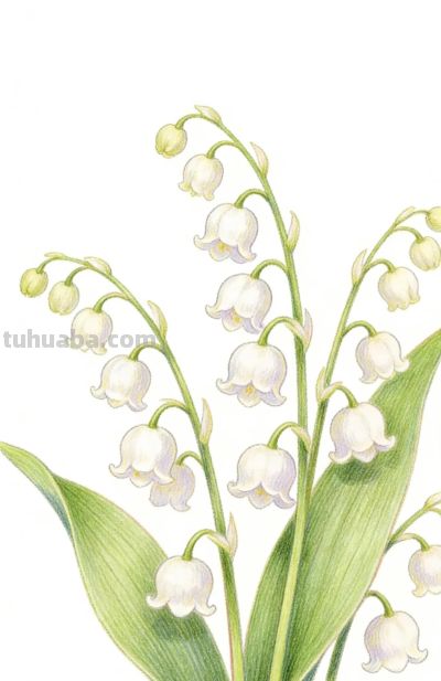 用彩铅描绘的秘密花园 - 图画吧TUHUABA