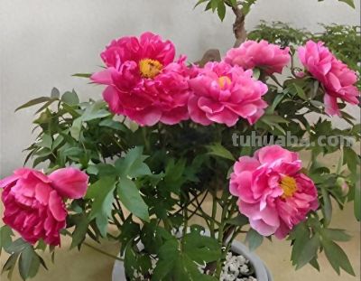 居家养花选这“5种”，好养旺家，新手也能轻松养爆盆 - 今日头条