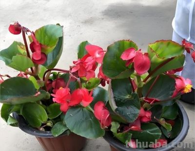 居家养花选这“5种”,好养旺家,新手也能轻松养爆盆 - 今日头条 居家养花选这“5种”,好养旺家,新手也能轻松养爆盆 - 图画吧TUHUABA