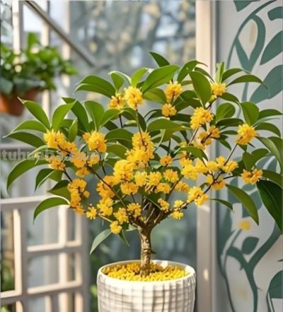 居家养花选这“5种”,好养旺家,新手也能轻松养爆盆 - 今日头条 居家养花选这“5种”,好养旺家,新手也能轻松养爆盆 - 图画吧TUHUABA