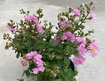 居家养花选这“5种”,好养旺家,新手也能轻松养爆盆 - 今日头条 居家养花选这“5种”,好养旺家,新手也能轻松养爆盆 - 图画吧TUHUABA