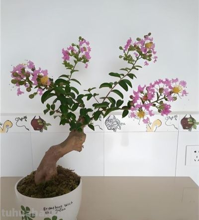 居家养花选这“5种”,好养旺家,新手也能轻松养爆盆 - 今日头条 居家养花选这“5种”,好养旺家,新手也能轻松养爆盆 - 图画吧TUHUABA