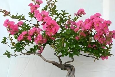 居家养花选这“5种”,好养旺家,新手也能轻松养爆盆 - 今日头条 居家养花选这“5种”,好养旺家,新手也能轻松养爆盆 - 图画吧TUHUABA