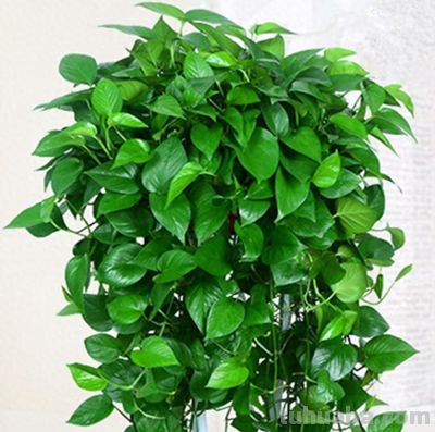 别瞎养绿萝了！抓准3个核心，30天养出垂吊2米的爆盆旺株 - 今日头条