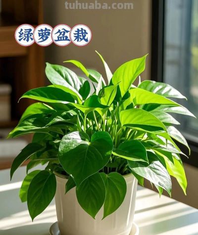 别瞎养绿萝了！抓准3个核心，30天养出垂吊2米的爆盆旺株 - 图画吧TUHUABA