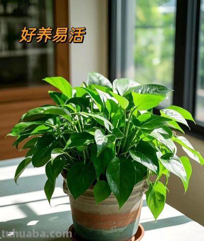 别瞎养绿萝了！抓准3个核心，30天养出垂吊2米的爆盆旺株 - 图画吧TUHUABA