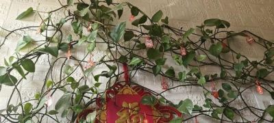 河南一女子，因老爸养10年的“绿萝成精”走红，网友：太震撼了！ - 图画吧TUHUABA