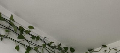 河南一女子，因老爸养10年的“绿萝成精”走红，网友：太震撼了！ - 今日头条