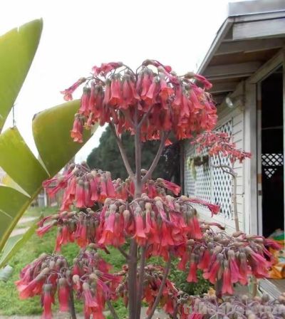 9种“养不死”的花，绿萝只能排最后，再养不活就“别再养花”了 - 图画吧TUHUABA