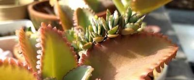 9种“养不死”的花，绿萝只能排最后，再养不活就“别再养花”了 - 图画吧TUHUABA