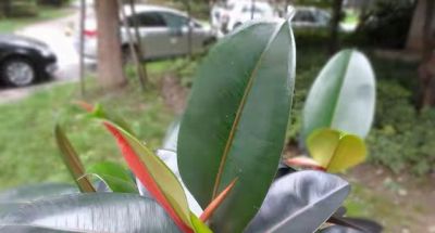 9种“养不死”的花，绿萝只能排最后，再养不活就“别再养花”了 - 图画吧TUHUABA