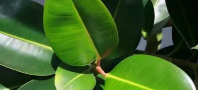 9种“养不死”的花，绿萝只能排最后，再养不活就“别再养花”了 - 图画吧TUHUABA