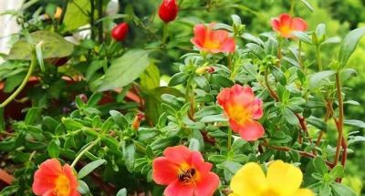 9种“养不死”的花，绿萝只能排最后，再养不活就“别再养花”了 - 图画吧TUHUABA