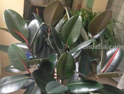 9种“养不死”的花，绿萝只能排最后，再养不活就“别再养花”了 - 图画吧TUHUABA