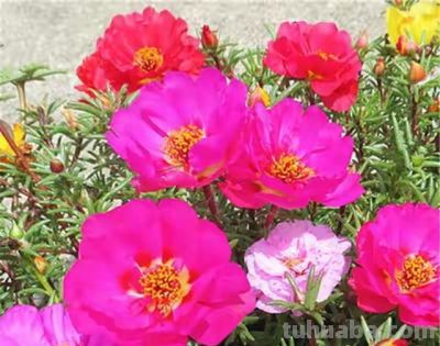 9种“养不死”的花，绿萝只能排最后，再养不活就“别再养花”了 - 图画吧TUHUABA