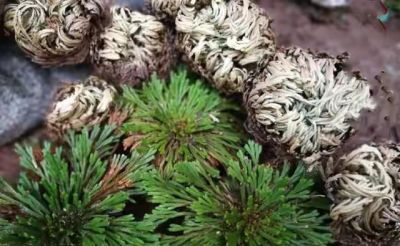 9种“养不死”的花，绿萝只能排最后，再养不活就“别再养花”了 - 图画吧TUHUABA